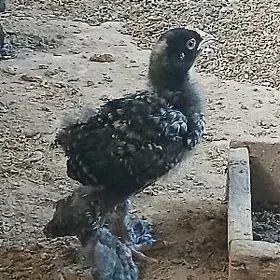 brama.Gaz.Induk jujeler