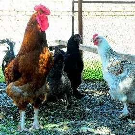 towuk brama yumurtga