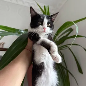 Котенок отдам в хорошие руки