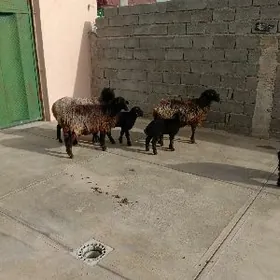 Guzuly goyyn Gara kol owlak