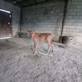 Голели сыгыр