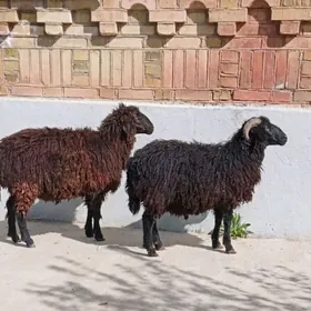 Goyun Gara kol issek