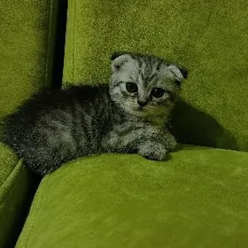 Котята шотландской породы