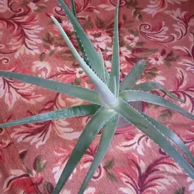 Aloe vera