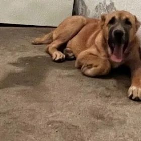 Turkmen alabay gujuk