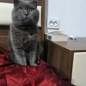 продаётся вислоухий кот