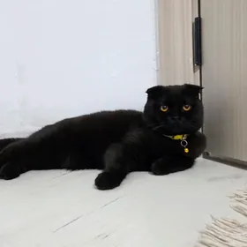 продаётся кошка вислоухая