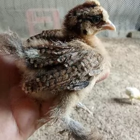 балгар жужелер