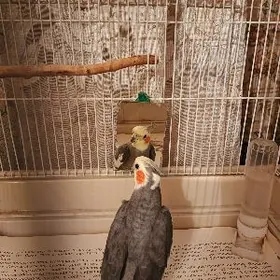 Корелла самец