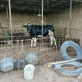 ÇORNY PIÝOSDYR OKUZ.