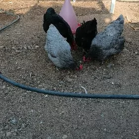 gigant .jersi gigant