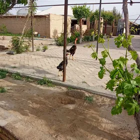 baýsy horaz tohumly