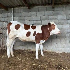 Tüwe Alișer paroda