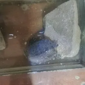 Черепаха pysdyl