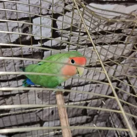 Popugay nerazluçnik