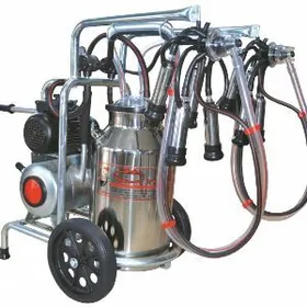 Sygyr sagylyan enjam