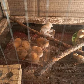 Jùÿjeler Tejen tohumlary