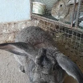 Towşan welikan flandr