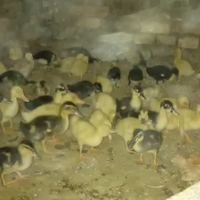 gag gak.ördek.jüje.