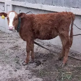 Simental Tuwe Gbrt okuzler