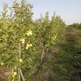 Gekdar miweli baglar