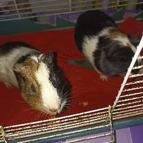 Морские свинки