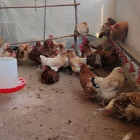 lohman brawun towuk yumurtga