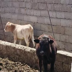 Tohum Öküz tuwe sygyr