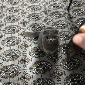 Вислоухая Шотланка