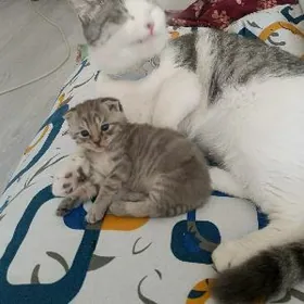 weslauska веслаушка