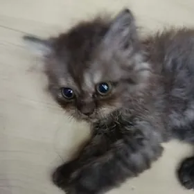 Шотландские котята.