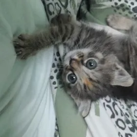 caga pisik,котёнок