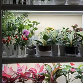 КОМНАТНЫЕ ЦВЕТЫ