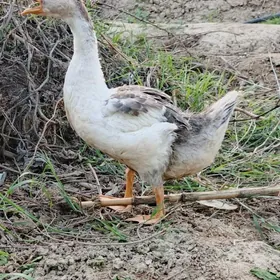 Indewudga ýaşajyk Gus