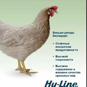 inkubator yumurtgo hi line