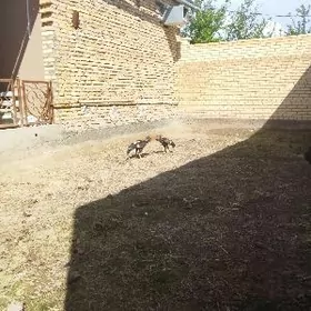 байсов хороз