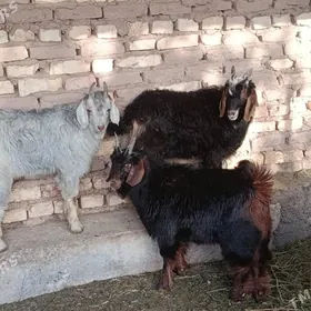 Çebiş işek gysyr geçi