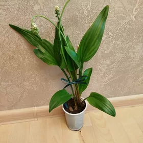 дримиопсис ,стефанотис