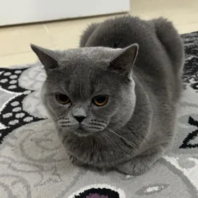 kopeltmek ucin / для вязки