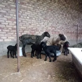 Guzyly Goýunlar 4 Sany