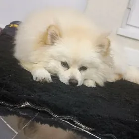 ШПИЦ,7- aylyk akyllyja