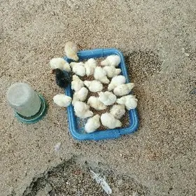 Ak towguň jüýjesi