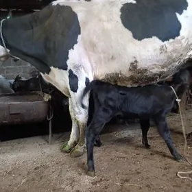 Галыштнйин саглык