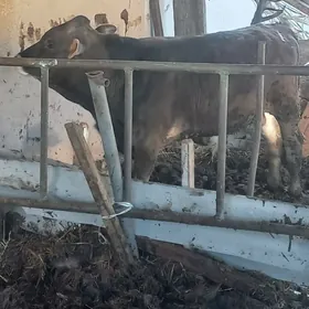 ÖKUZ 2  ARGINNAL ŞIWES