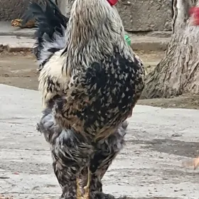 Brama horaz, taşkent towuk