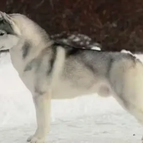 хаски собака