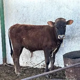 ARASSA ŞIVES ÖKÜZ