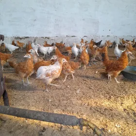 Towuk juje Ördek juje