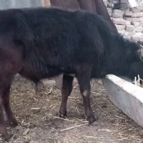 сатлык окиз