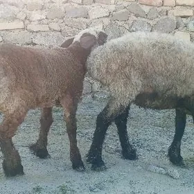 İşşek çykan guzly goýun